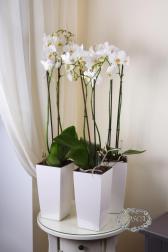 Растение в горшке - Орхидея Фаленопсис